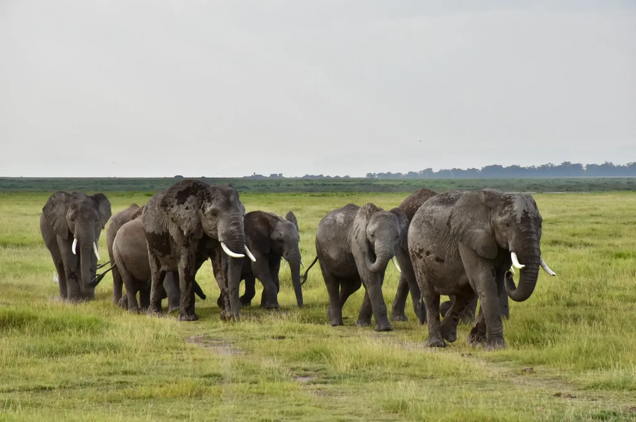 Best time to vist Kenya and Tanzania